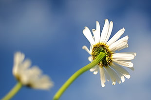 nature, lawn, blur, flower