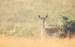 spotted deer, deer, fawns, baby animals, animals HD wallpaper