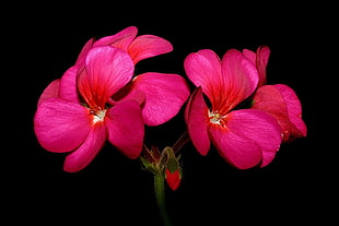 pink petaled flower in closeup photography HD wallpaper