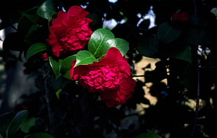 two pink flowers