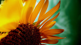 yellow sunflower, flowers, nature, yellow flowers, macro HD wallpaper