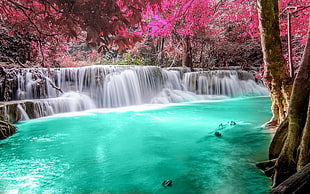 red and pink trees near waterfalls HD wallpaper