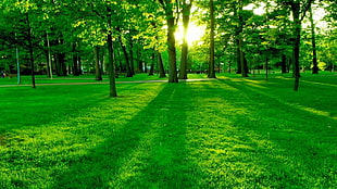 green lawn and trees