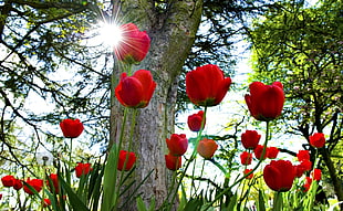 red tulips blooming at daytime