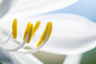 closeup photo of white petaled flower