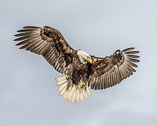 Bald Eagle flying during daytime HD wallpaper