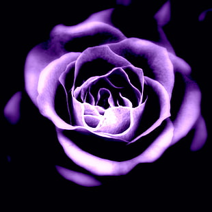 purple Rose in bloom macro-photo HD wallpaper