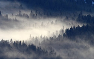 forest trees, nature, landscape, mist, forest