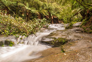 river in forest during day HD wallpaper