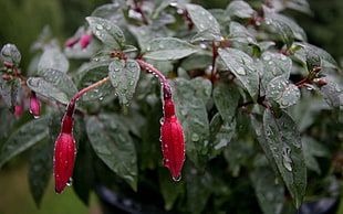 red flower bud with water drops at daytime