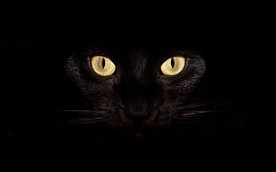 photography of cat eye HD wallpaper