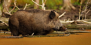 brown wild boar near body of water and trees during daytime HD wallpaper