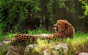 shallow focus photography of cheetah lying on grass during daytime