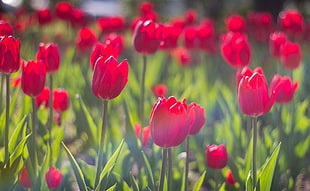 red tulip flowers