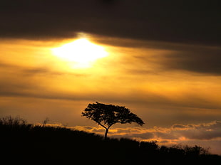 silhouette of tree with clouds and bright light in the sky HD wallpaper
