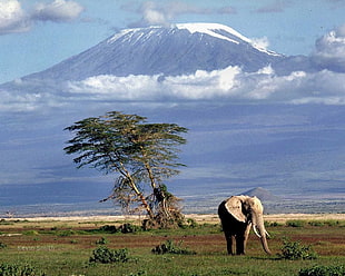 brown elephant, Africa, Mount Kilimanjaro, elephant, animals HD wallpaper