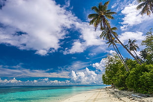 green palm tree, nature, landscape, photography, tropical