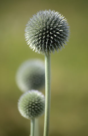 close up shot of dandelion flower HD wallpaper