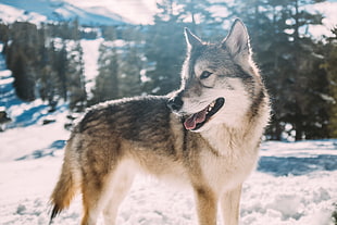 brown and white wolf on the snow under the sunlight