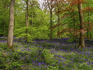 green leaf trees during daytime