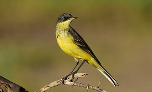 yellow and black bird, yellow wagtail, motacilla flava HD wallpaper