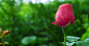 red rose, rose, plants, garden, water drops HD wallpaper