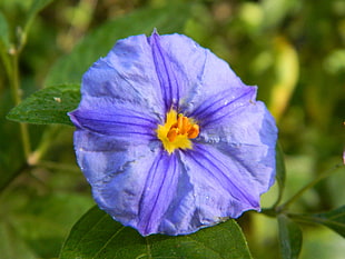 blue petaled flower, flowers, nature, blue flowers