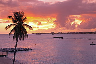 coconut tree near bear during golden hour HD wallpaper