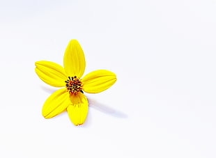 close-up photography of yellow petaled flowers HD wallpaper