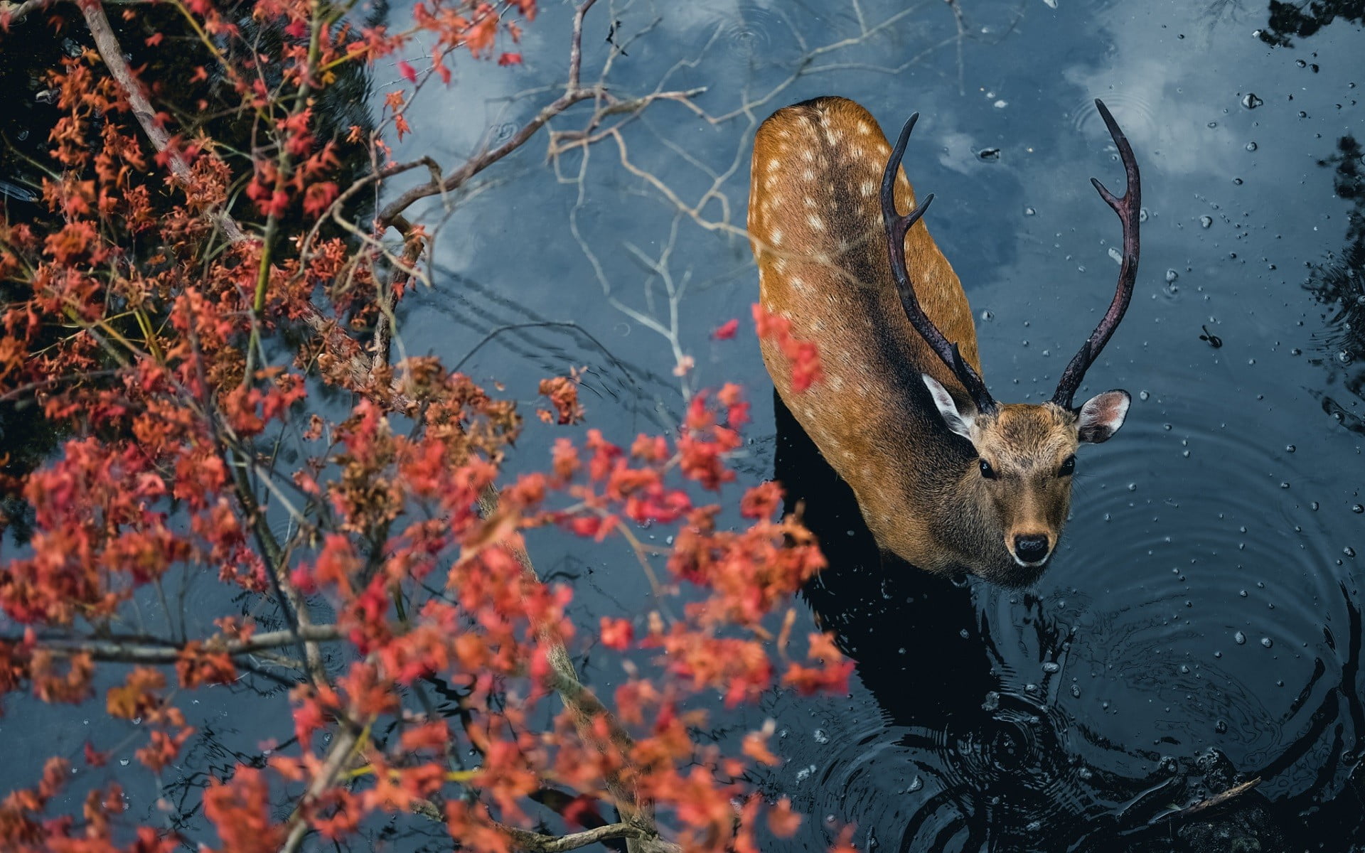 aerial photography of brown deer in body of water