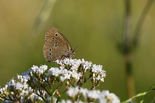 brown butterfly perched on white flower HD wallpaper