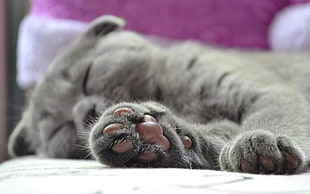 sleeping adult russian blue