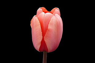 pink tulips photography HD wallpaper