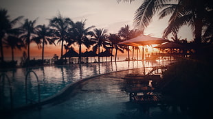 silhouette of trees and patio set