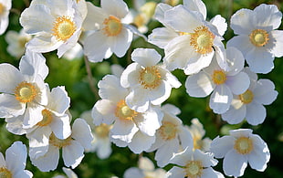 white and yellow Anemone flowers HD wallpaper