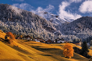 photo of pine trees and mountain, nature, landscape, mountains, forest