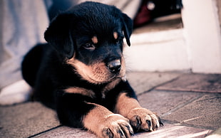 mahogany Rottweiler puppy close-up photo HD wallpaper