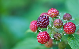 red and purple berries HD wallpaper