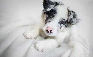 macro photography of white and black puppy on white surface HD wallpaper
