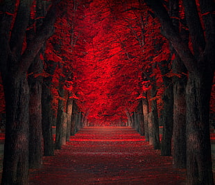 red trees illustration HD wallpaper