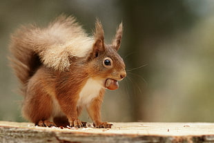 brown squirrel