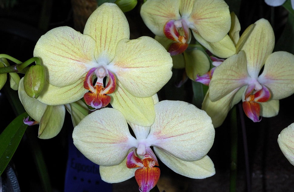 yellow moth orchids macro photography HD wallpaper