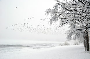 land and trees covered in snow