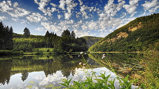 green forest near body of water during daytime