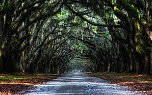 forest trees digital wallpaper, nature, landscape, oak trees, road