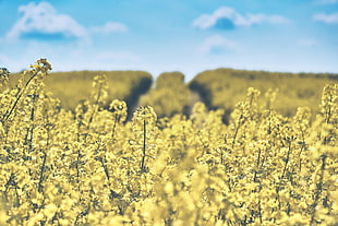 yellow petaled flowers field during cloudy day