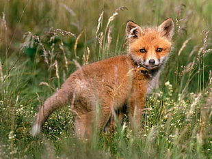 brown fox at daytime
