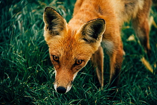 brown fox, Fox, Muzzle, Grass HD wallpaper
