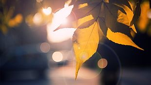 depth of field photography of brown leaf during golden hour HD wallpaper