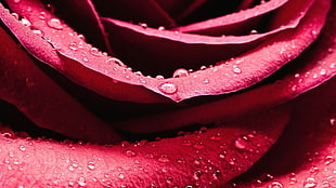 closeup photo of red rose with water dew HD wallpaper